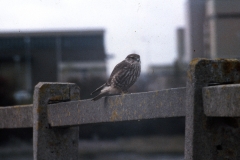 Female / imm. Merlin along Causeway