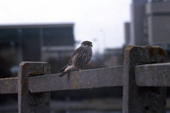 Female / imm. Merlin along causeway