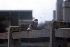 Female / imm. Merlin along causeway